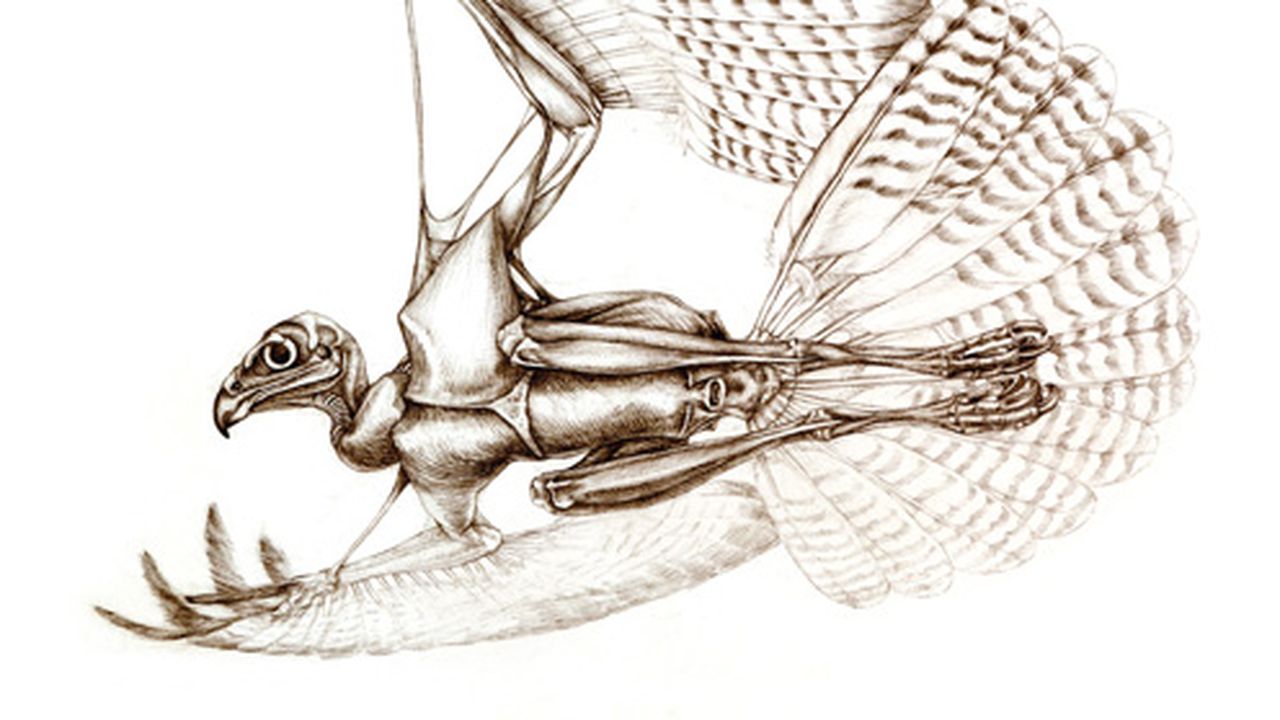 The Unfeathered Bird